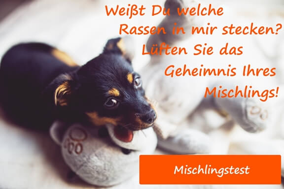 Rassebestimmung bei Hunden FERAGEN die Experten für